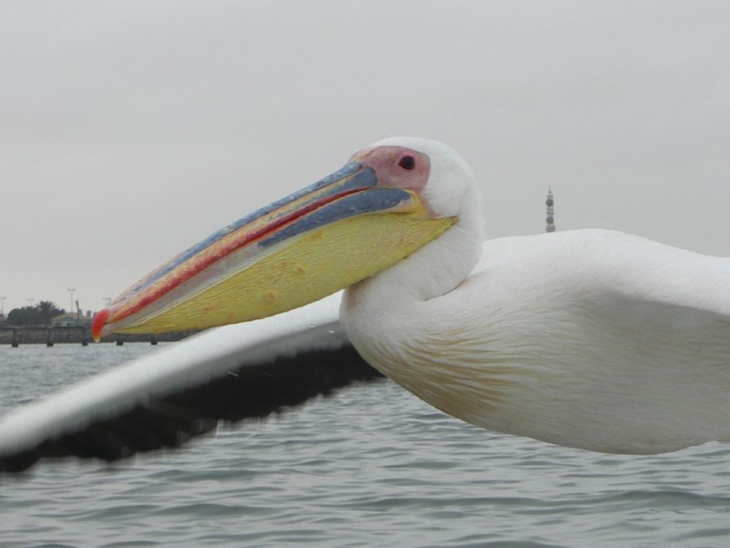 pelican 